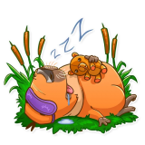 Mr. Capybara